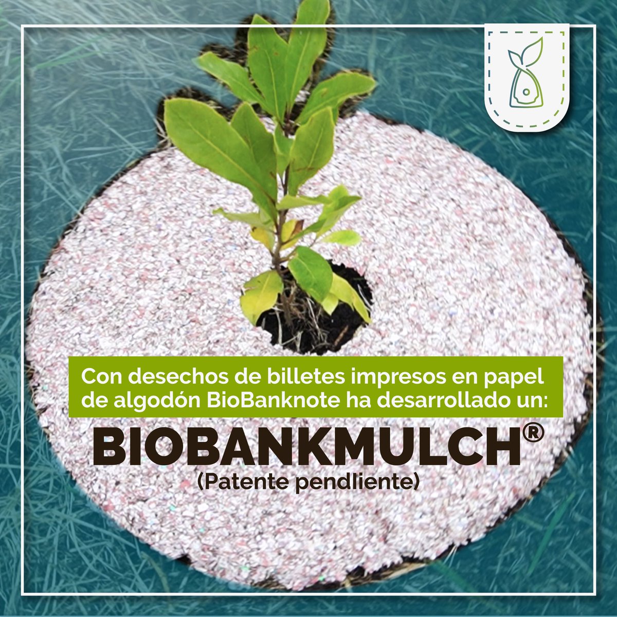 BioBanknote's tweet photo. ¿Sabías que nuestro Biobankmulch se fabrica con billetes de algodón no aptos que se han retirado de la circulación y se han triturado? 

Los residuos se compostan y se convierten en un anillo protector que se coloca alrededor de los arbolitos recién plantados.

♻️ #BioBankMulch https://t.co/a6i5s7vmZU