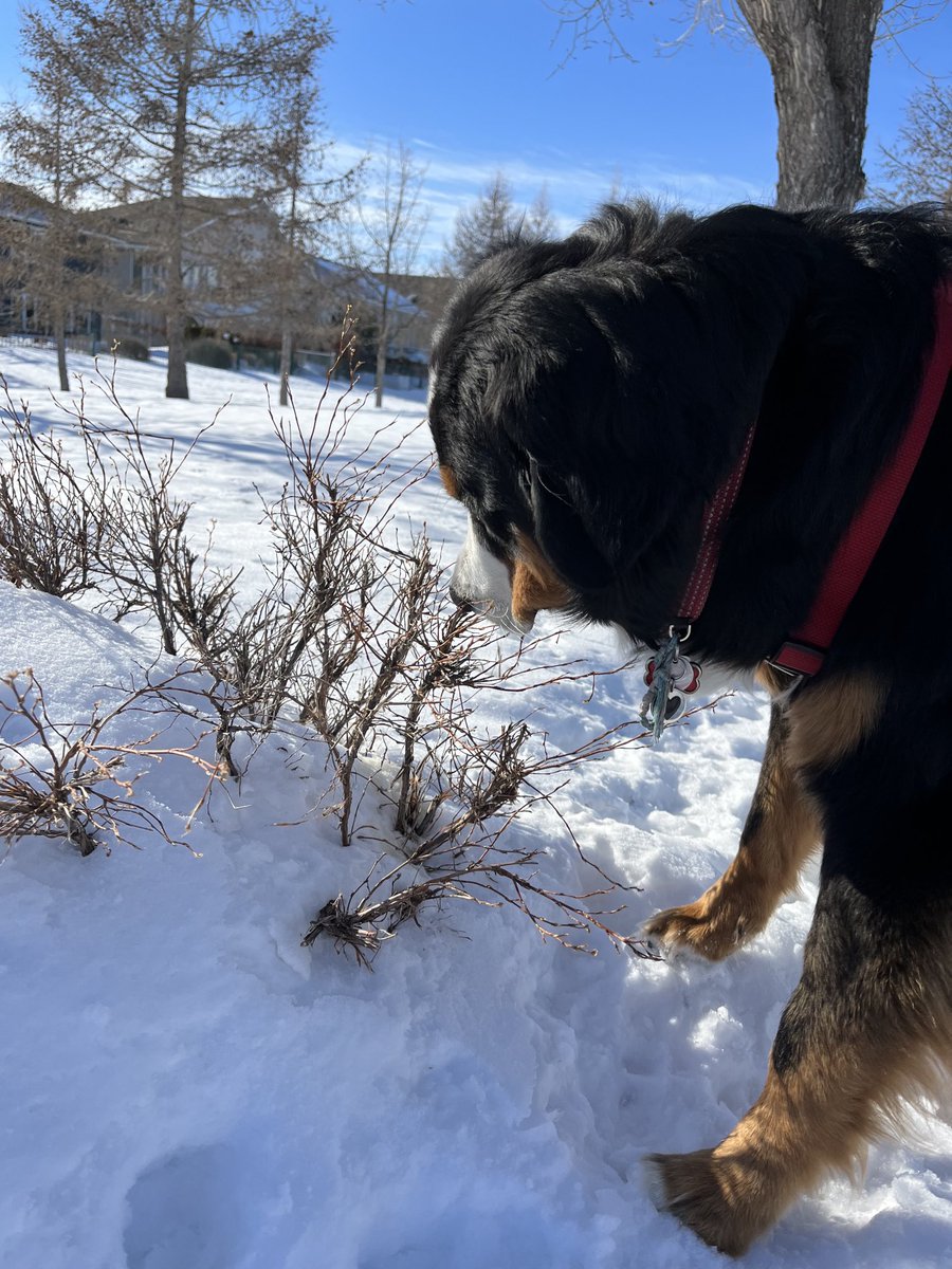 LittleDenene's tweet photo. She sees the good in everything, even when it isn’t it��s best. #dogsoftwitter #learnfromdogs https://t.co/wkUIfRXvo0