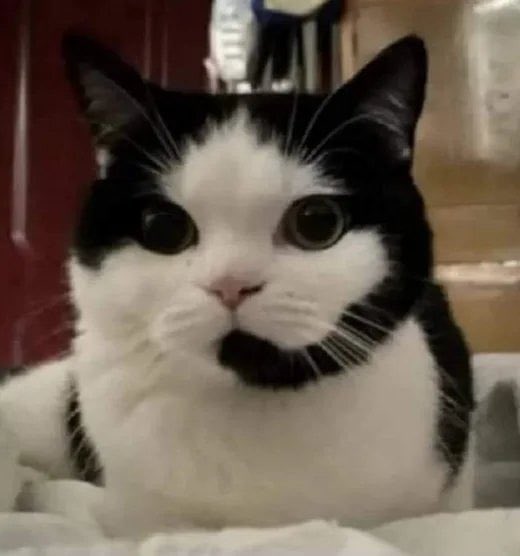 MazoArgento's tweet photo. Te cruzaste con el Gato Callcenter vendedor de Sprayette en una oficina de micro centro. 
Compartilo para que no te llamen para intentar venderte una mandolina eléctrica con encendedor incluido. Estás avisado argento. https://t.co/WMjV1ftewO