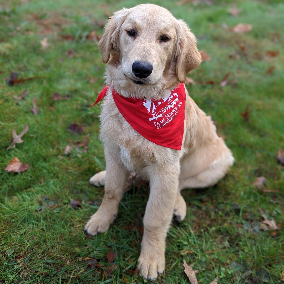 BAESystemsInc's tweet photo. It’s a bird! It’s a plane! It’s Leo!

Proud to announce the acceptance of Leo into @semperk9 Assistance Dogs program. 

Leo is named in honor of warfighters by taking our advanced capabilities to low earth orbit (LEO). #ServiceDogs4Vets https://t.co/j3sy9qaIX9