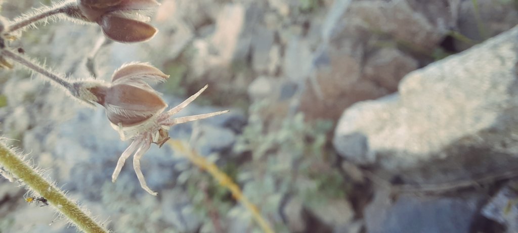 AlaoufeeM's tweet photo. A Thomisus spider spp.
Pretending to be a flower of Pergularia tomentosa
#arachnid https://t.co/6VmZ1sSBFh