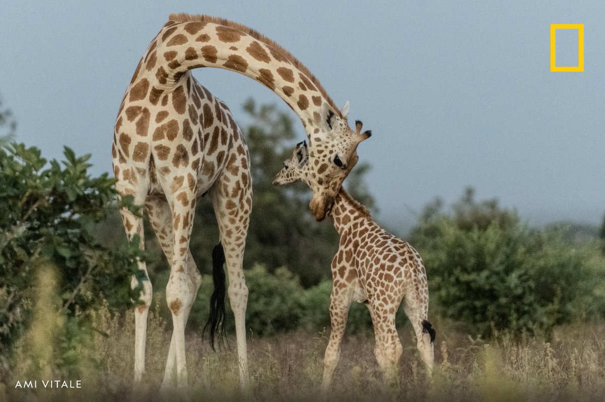 This West African giraffe and its calf live in Niger's Giraffe Zone, a government-defined region where giraffes and humans co-exist.