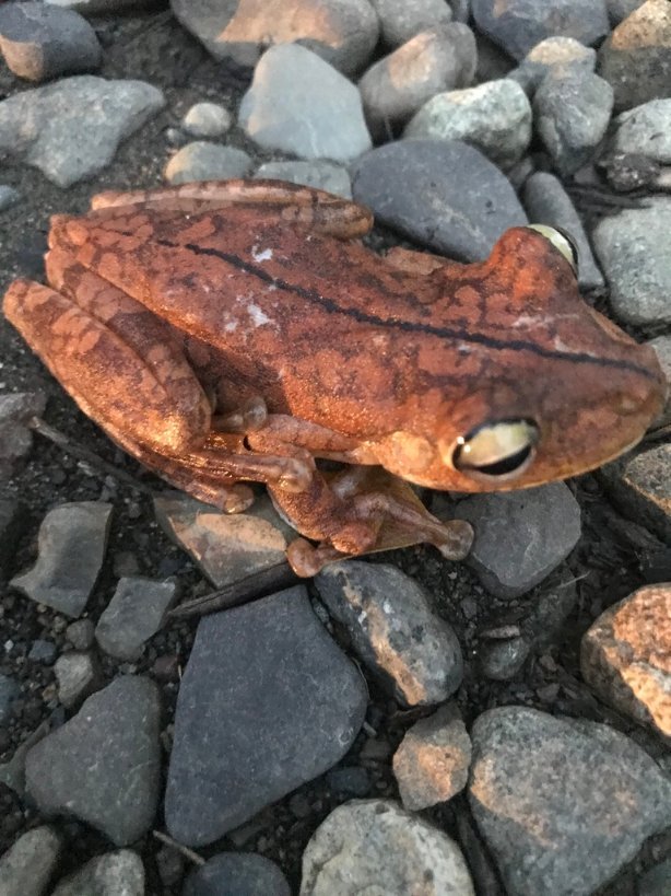 🐸 Frogs Daily 🐸 (and other amphibians) tweet media