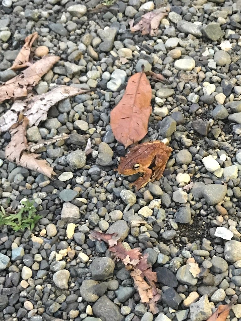 🐸 Frogs Daily 🐸 (and other amphibians) tweet media