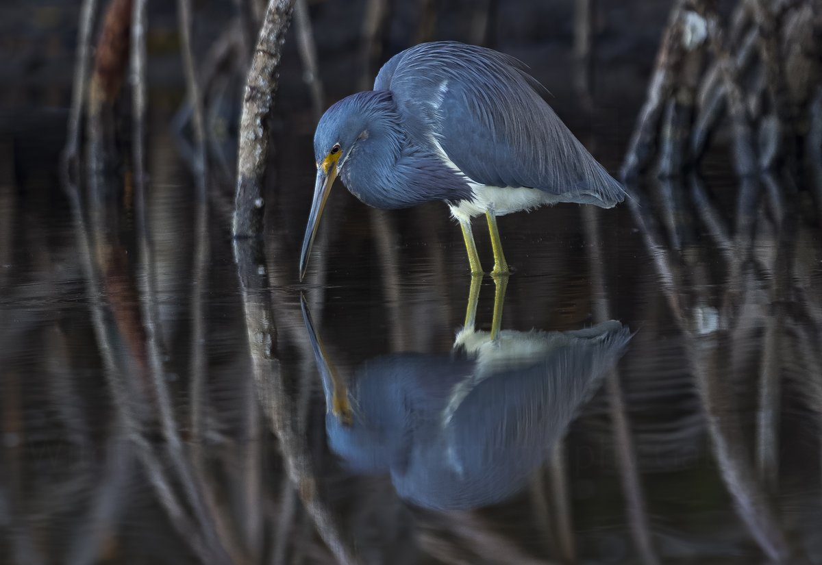 Retrospect | Tri color Heron

Here's lookin at you kid..

#TwitterNatureCommunity 
#TwitterNaturePhotography 
#mature
#floridaeverglades
#nature