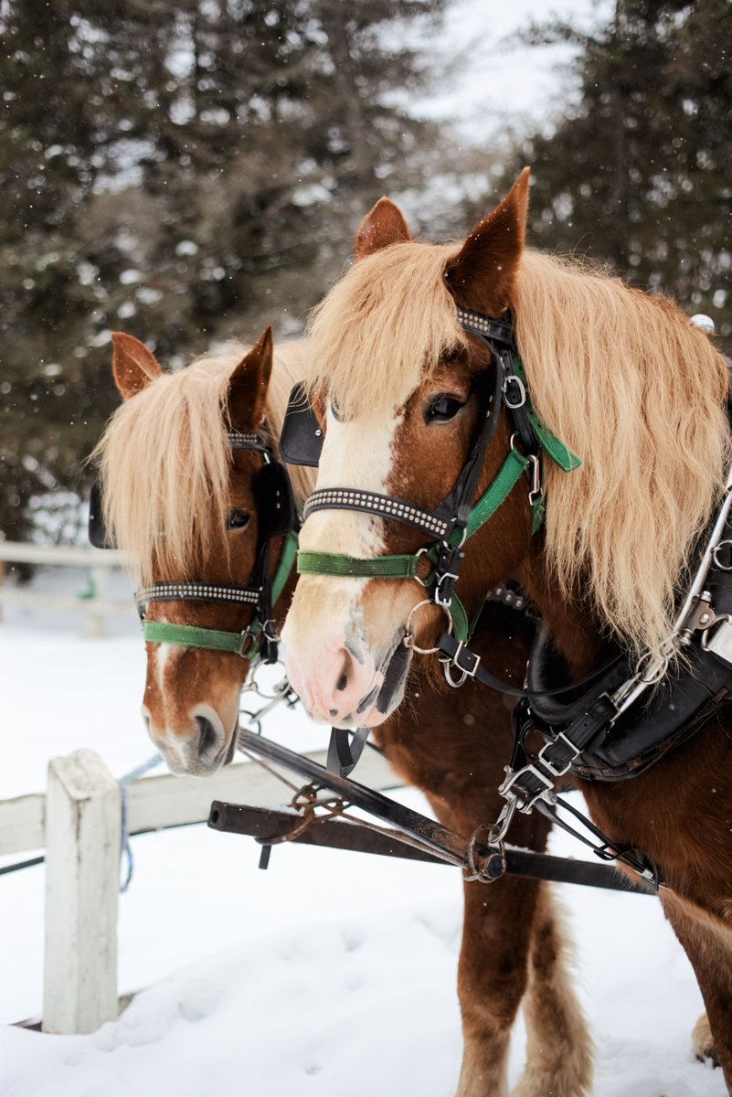 Quoi de plus romantique qu'une balade à chevaux dans notre magnifique paysage hivernale? 🥺

//

What could be more romantic than a sleigh ride through our beautiful winter landscape? 🥺

#FairmontMontebello #Romantic #ValentinesDay