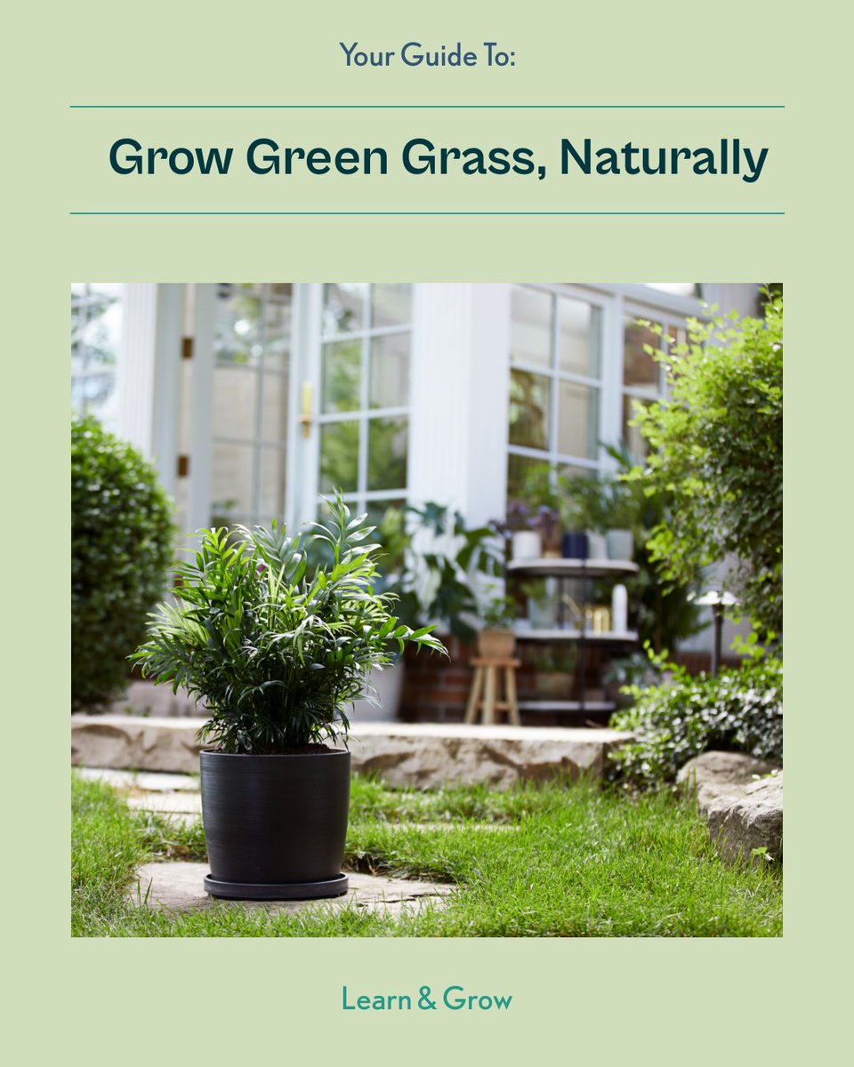 shopgreendigs's tweet photo. How can you get a yard full of thick, green grass without chemicals? The answer is twofold: A dedicated lawncare regimen and the right all-natural products to keep it grooving. 🌱

To continue reading about how to grow green grass, naturally, head to our website. https://t.co/09JCPGVMp9