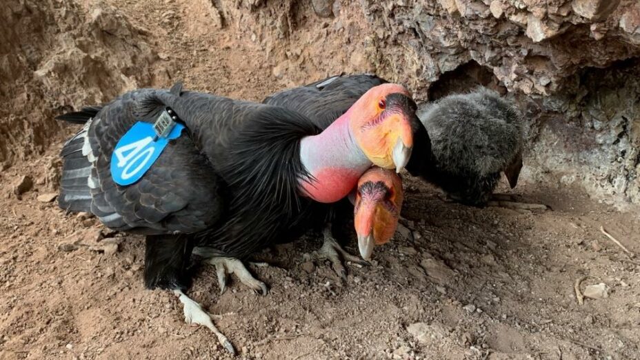 SaveMountDiablo's tweet photo. Could California condors nest closer to Mount Diablo soon?
We've just granted the Pinnacles Condor Recovery program enough to fund nine GPS trackers for condors to find out.
https://t.co/LCpOmjtzTj
๐ธ: Gavin Emmons, National Park Service
#MtDiablo #MountDiablo #DiabloRange https://t.co/cq0bvDgzK8