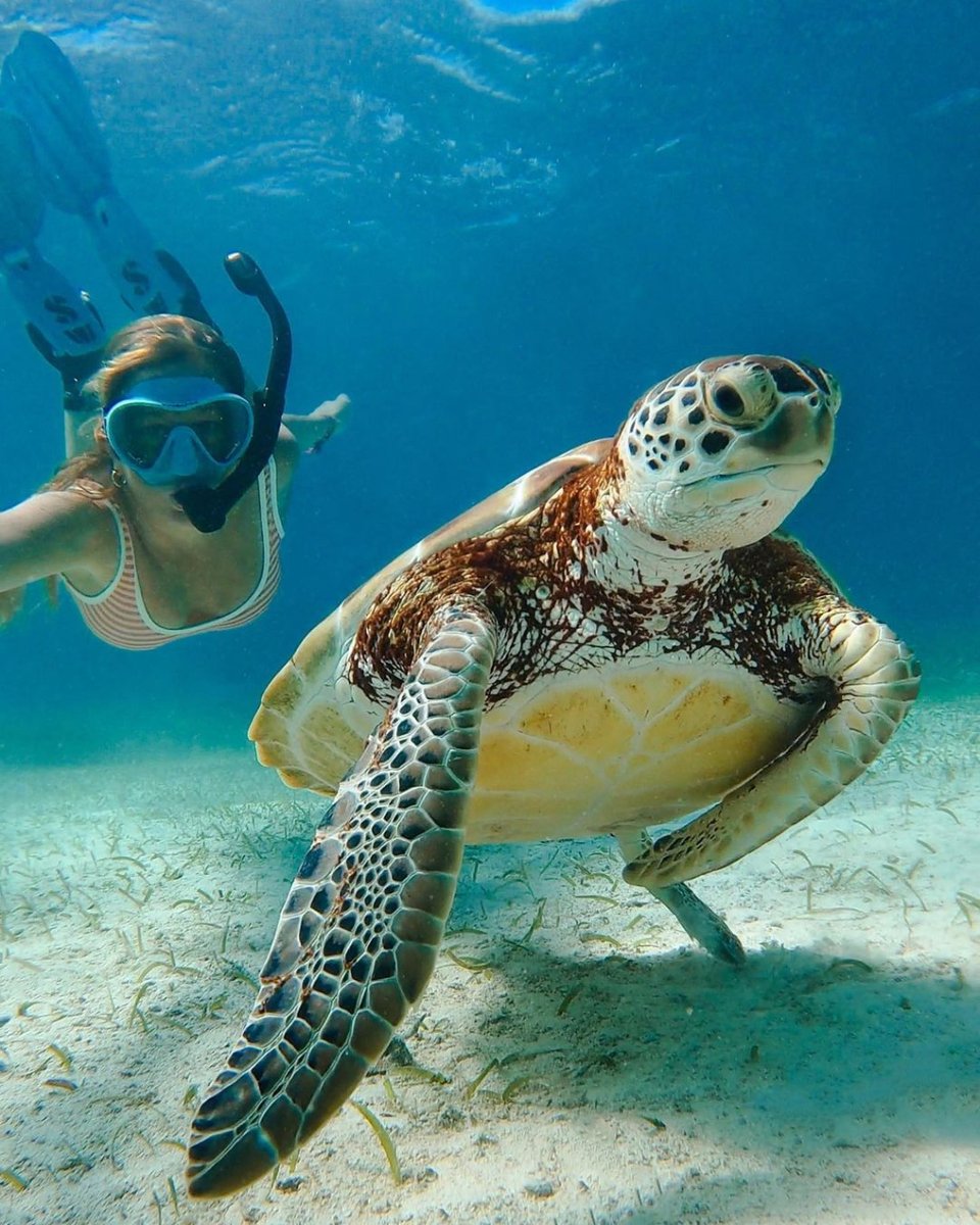 Ready, Set, Snorkel 🤿🐢! #TravelBelize
📷: <a href="/patrilita/">Patricia</a>