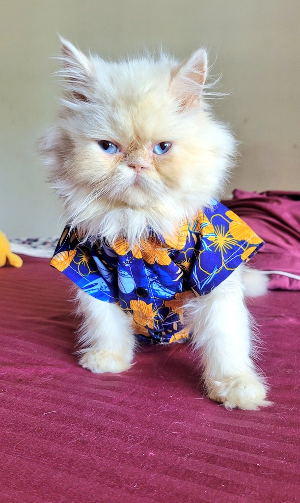 EslavaDanela's tweet photo. Viernes y #TheilorEslava lo sabe 🫠
🥰🥰
#mimodelo #CatsofTwittter #models #lovecat #catlover #catloversclub https://t.co/hpVeoPArzj