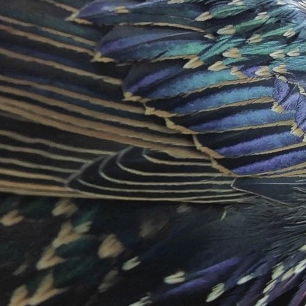 Birdbuddy tweet media