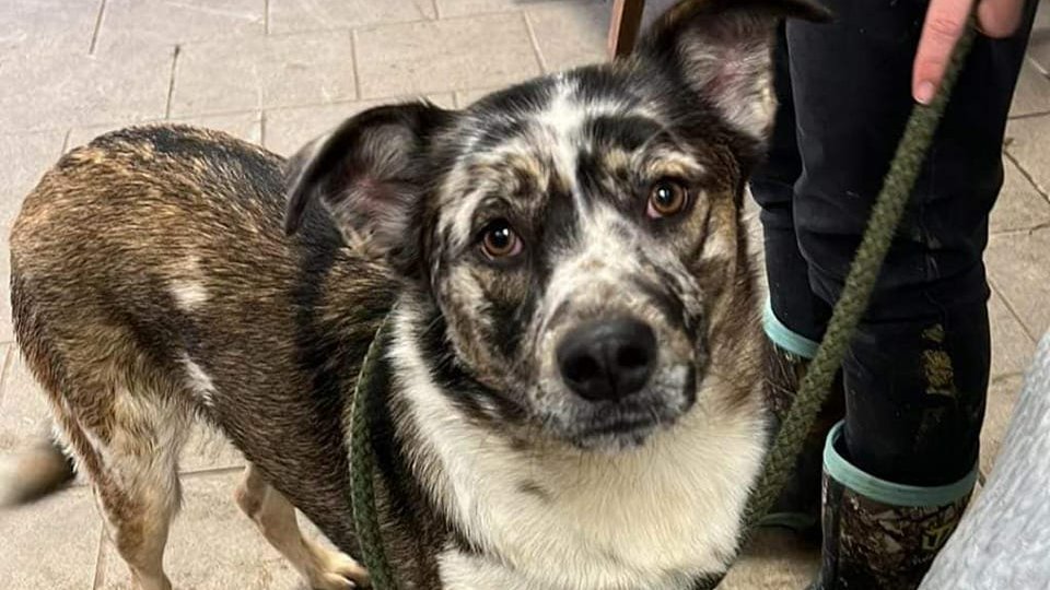 OPH_Rescue's tweet photo. We are so excited!! Our Third Transport Of 2023 is happening right now!! 44 dogs &amp; 1 cat are heading to us now. Sending thanks to the transport team, and to all the volunteers who ensured these homeless pets will find homes!! 🐾💗  
#tgif #transportfriday #adopt https://t.co/d6efTn8dIt