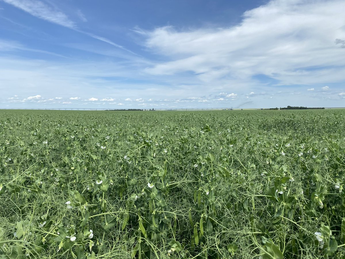 QuattroSeeds's tweet photo. Celebrating #WorldPulsesDay2023. Pulses provide nutritional & environmental benefits! Pulses have nitrogen fixing properties, improve soil fertility, are highly water efficient & improve / extend productivity of farmland. ๐ซ ๐ฑ โ๏ธ#agtwitter #WestCdnAg #pulses #pulseschat # https://t.co/ywwMMhN3I2