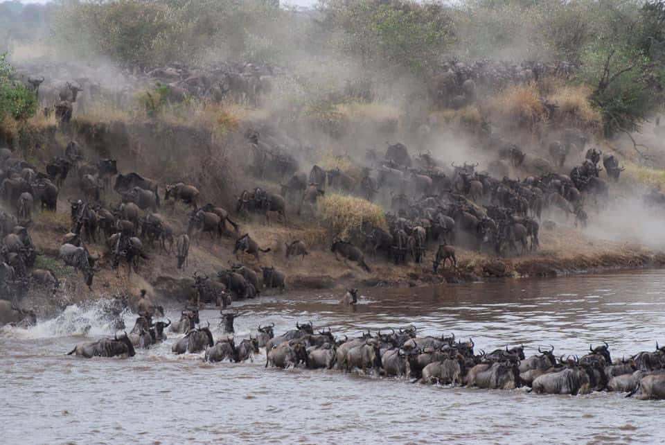 A once-in-a-lifetime must, at least, is to witness the The Great Migration in Serengeti National Park.
.
info@excellentguidestz.com
.
.
.
.
#travelconsultant 
#traveldesigner #traveldestination #travelexperience #travelexpert #travelgram #travelguide
#travelinspiration #traveler