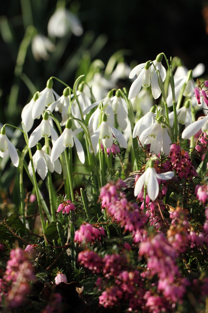 Our second Snowdrop Weekend opening in February is here. The weather forecast is looking spectacular and if you are feeling up to it we have 30 acres of gardens for you to explore. For more info 👉 fordeabbey.co.uk/event/snowdrop…