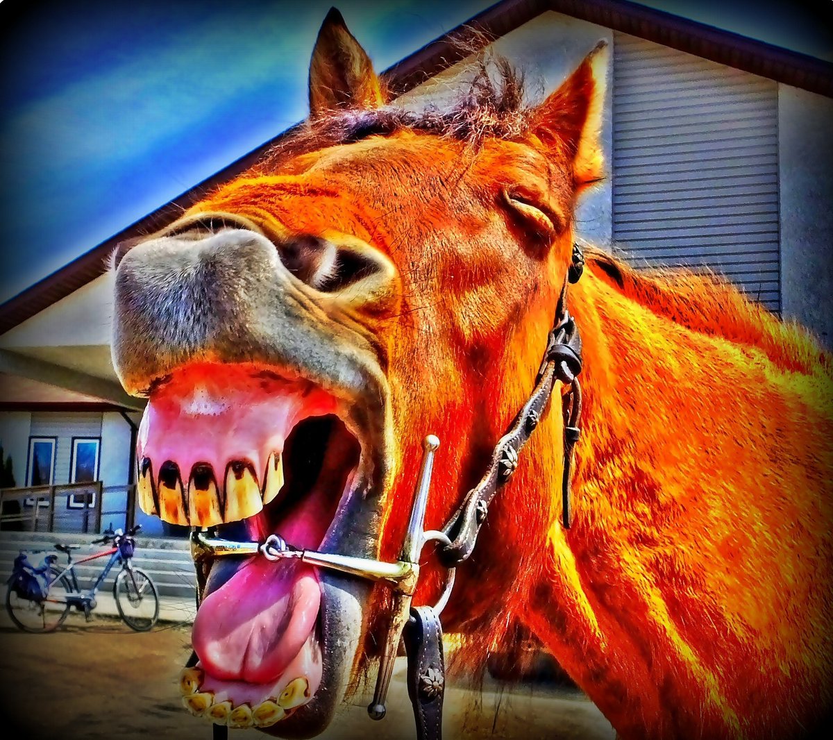 'Laughing at Me' - a Little Back in Time in Ste. Anne, Manitoba #horse #laughing #laugh #horsephotography #candidphotography #ebike #cubebikes #cycling #DawsonTrail #SteAnne #SainteAnne #Manitoba #southeastern #eastman #Canada