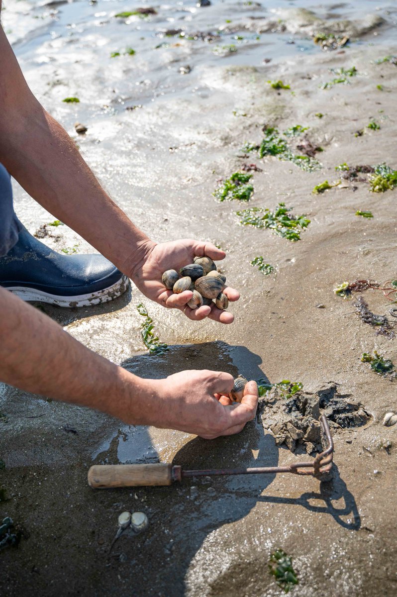 guillaumepayen_'s tweet image. Souvenirs d'été 3 | Entre le port du Tréhiguier et le ramassage de coquillages sur la plage.. pas de doute ! On est bien à #Pénestin dans le #Morbihan 🤩 Les beaux jours se rapprochent...