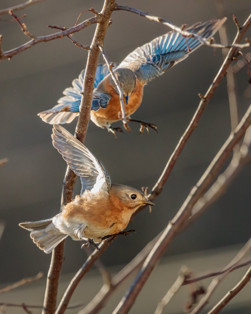 It appears I have a pair of feuding female Bluebirds. They were having quite a kerfuffle in the Crabapple Tree this morning.

#bluebirds #nature #wildlife #birdbehavior #teamcanon