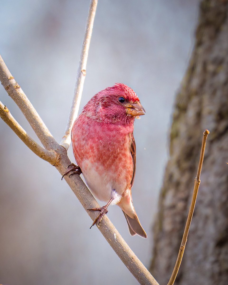 chris roman tweet media