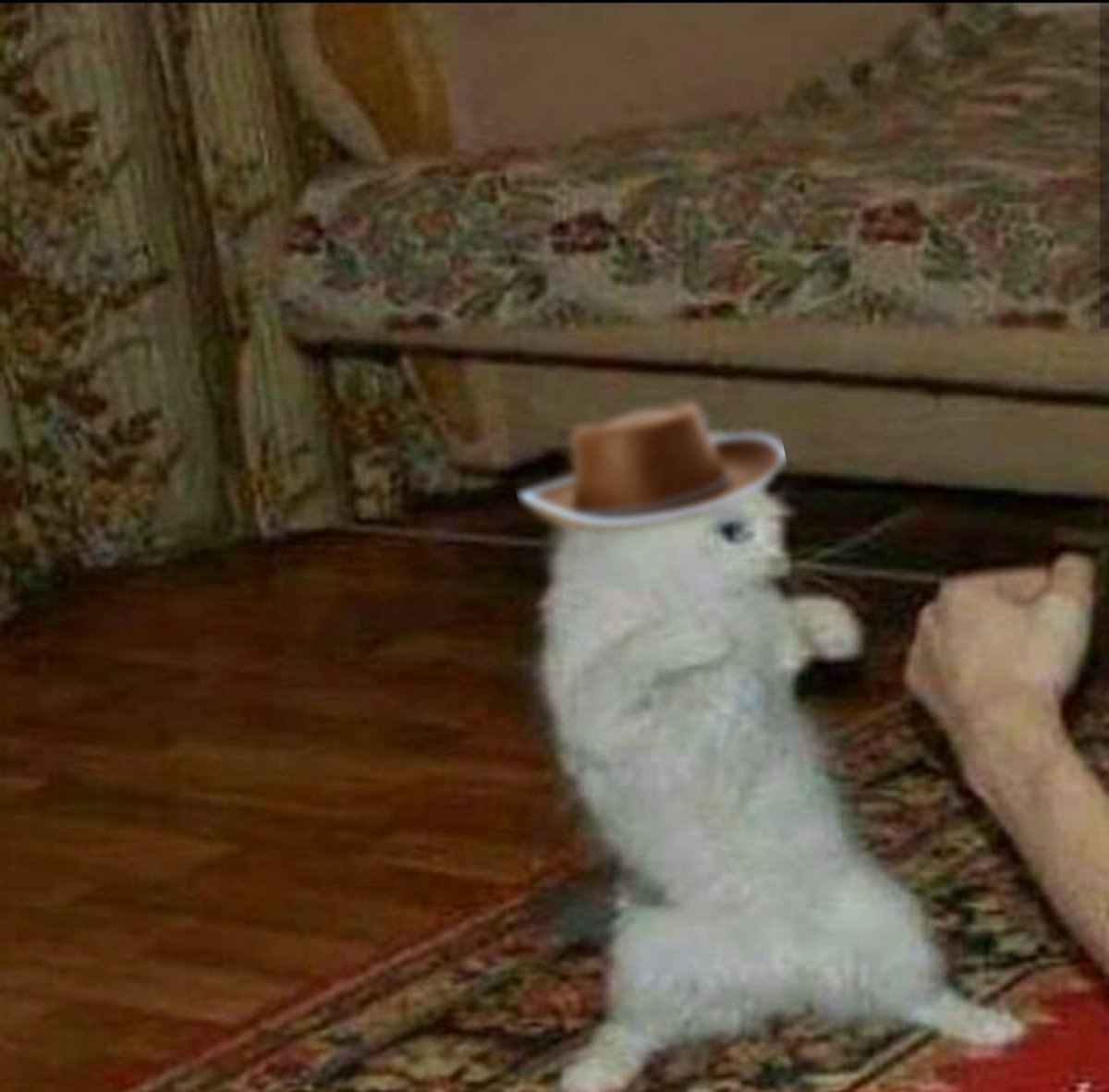 Cats And Cowboy Hats (@cowboycats) on Twitter photo 