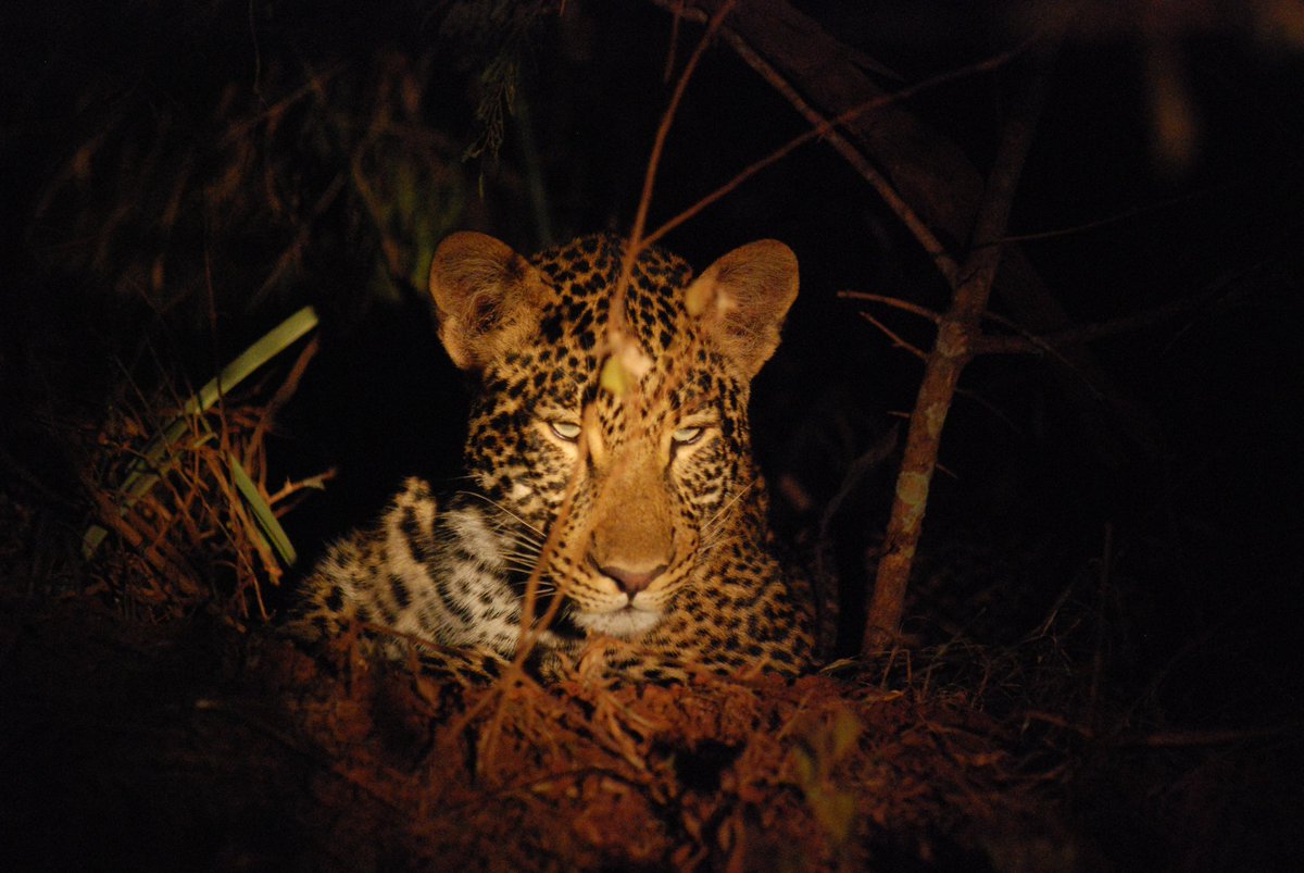 Akagera National Park tweet media