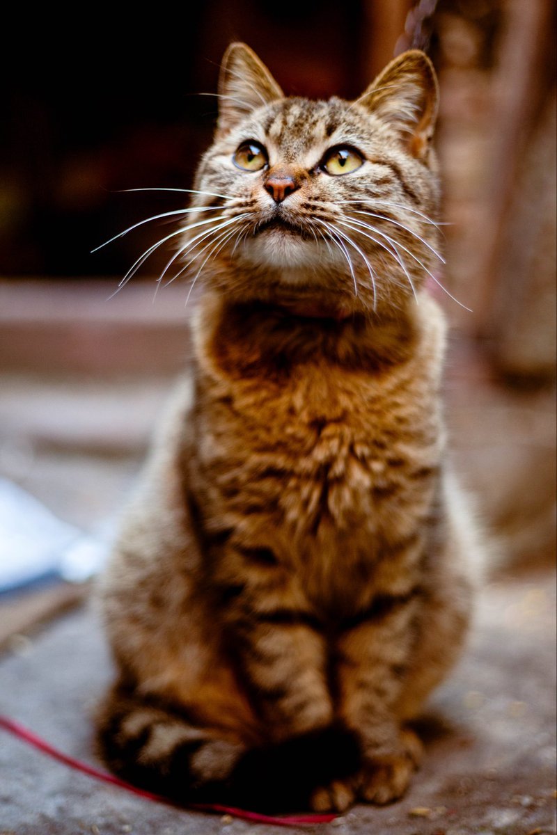 Cute Cat - 22/02/2023.

More on my Instagram.

#petphotography #cat #camera #canon #5dmarkii