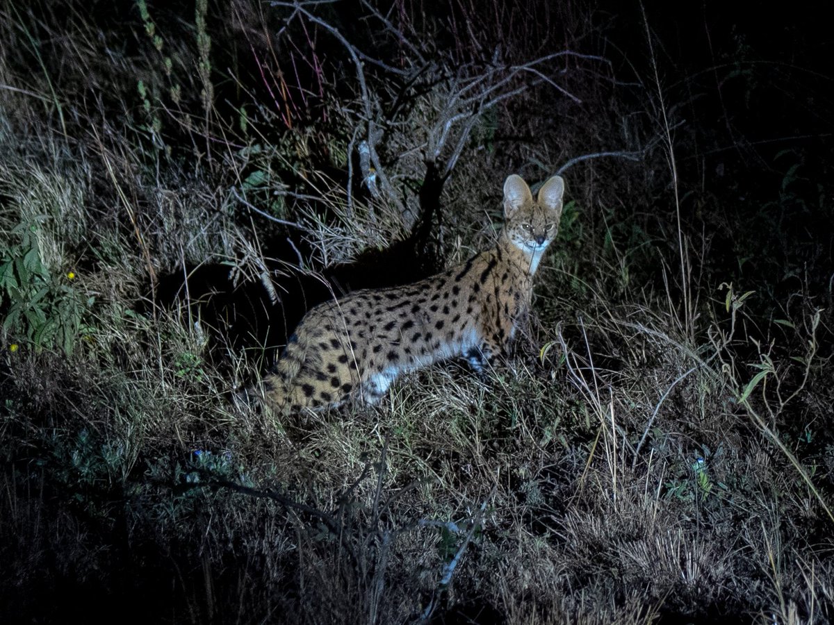 Akagera National Park tweet media