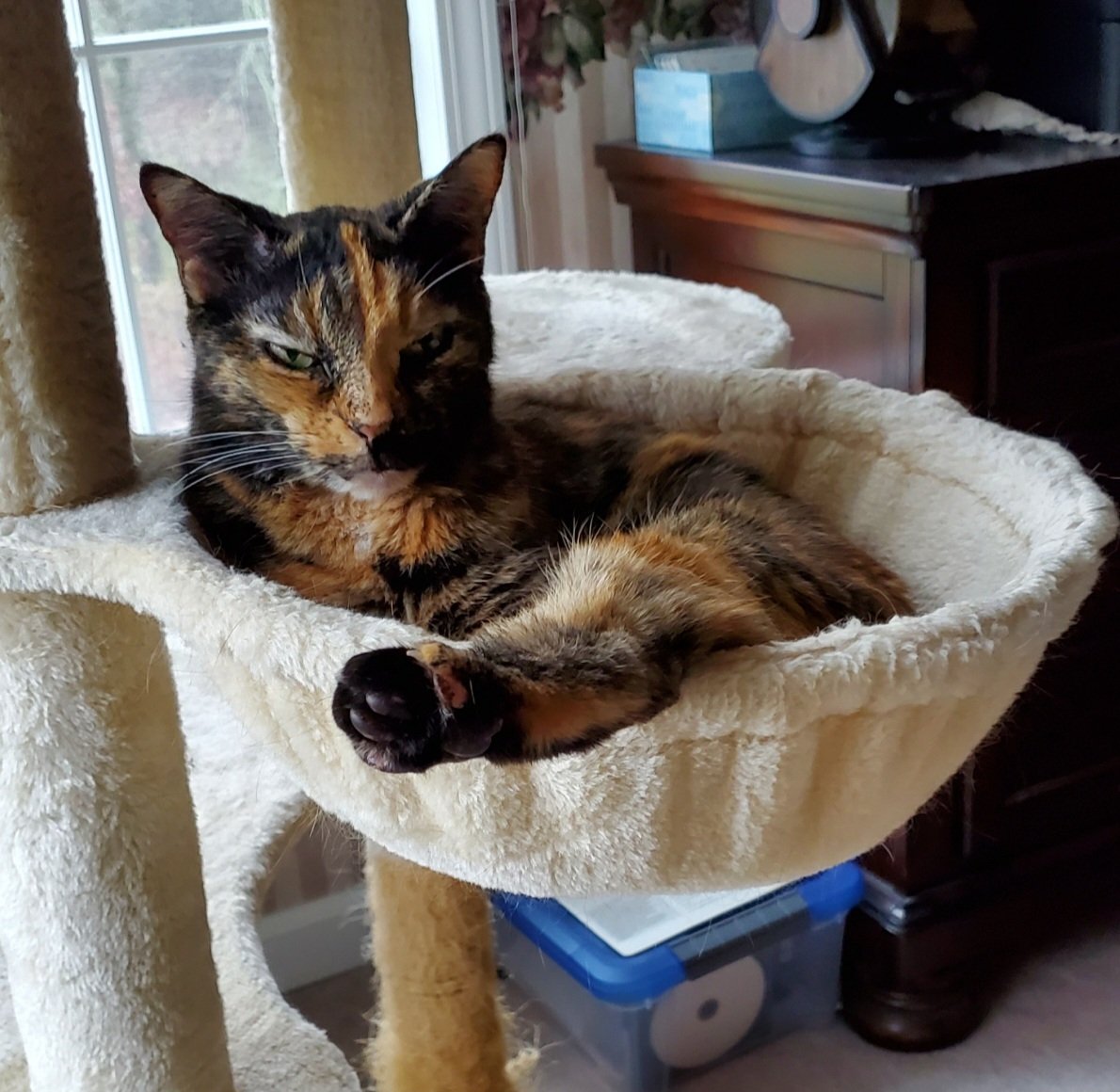 Mellio_G's tweet photo. @jamielynncrofts "Looks like she will murder you but is actually a cinnamon roll" face. https://t.co/LpZeKf6EDS