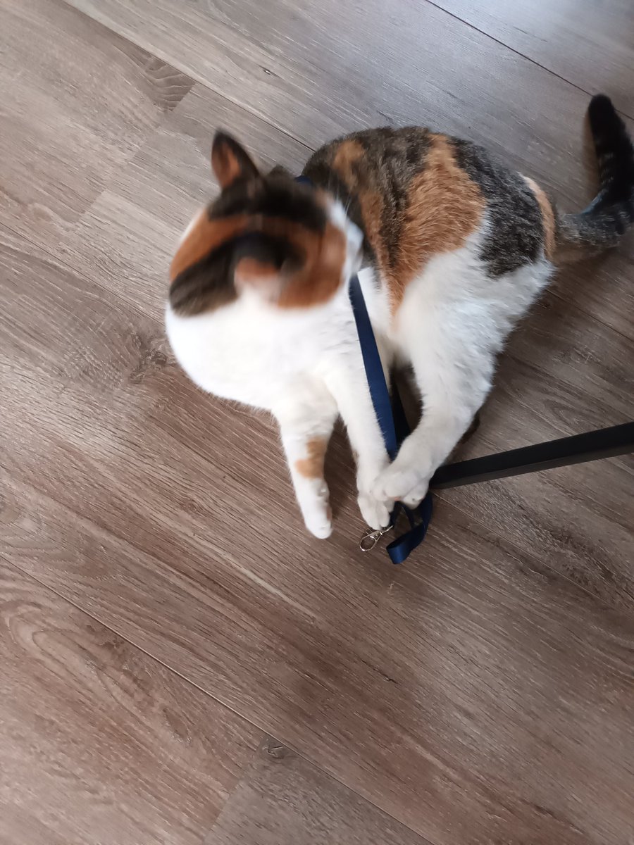 Tanja4292's tweet photo. Zelfs de poes geniet mee van de geriatrie dagen, keycord is oké bevonden 😅 #geriatrie2023 https://t.co/UwTk3sUE1H