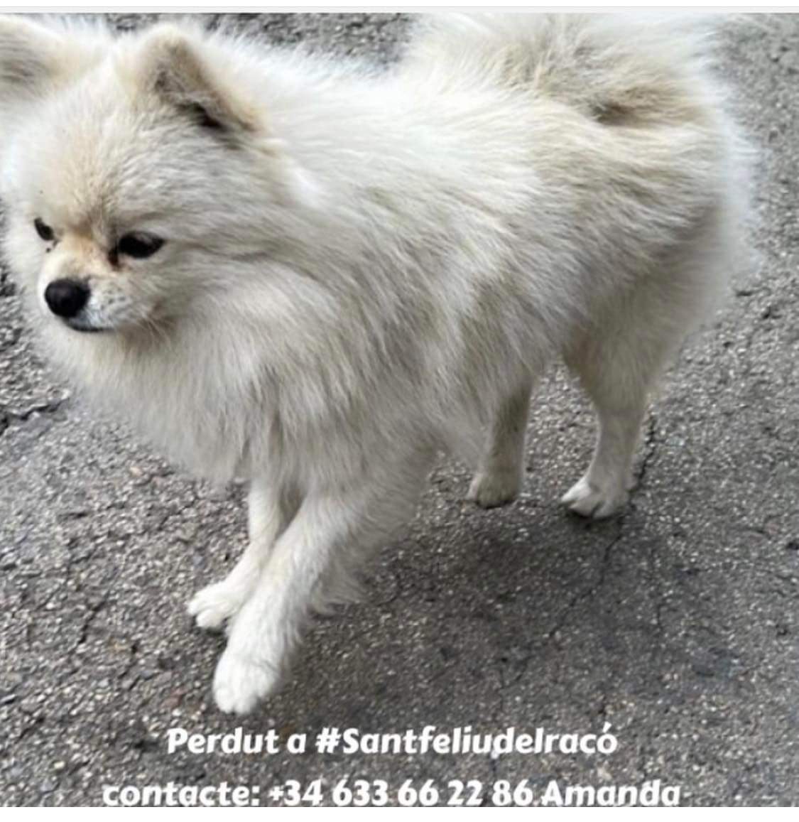 GossosSbd's tweet photo. En Panda va desapareixer el passat dissabte 4 de febrer a Sant Feliu del Racó.
Podria estar a #Sabadell #Terrassa
La seva familia sospita que algú el pot tenir. Té chip i la seva pèrdua està denunciada.
Ens ajudeu a difondre per que torni a casa? https://t.co/NfINCBEWWS