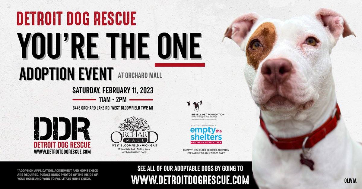 Join us Sat, Feb 11 from 11-2 @OrchardMall to meet some of our special adoptable adult dogs who prefer to be the only pet. Our team will be there to help you find your match. This event is also part of @BISSELLPets #EmptytheShelters reduced adoption fee. Come meet your new bff!