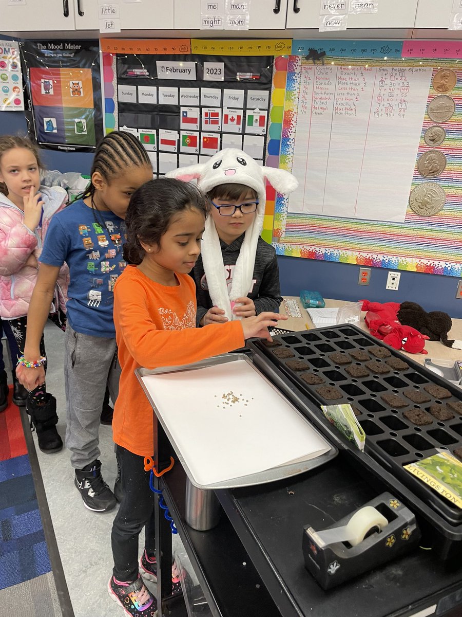 Lizcostelloabc's tweet photo. The beginning of hydroponic gardens back at Gretchko! @jentealteach #gretchkostars #onlywb https://t.co/l2lMCI5lTO