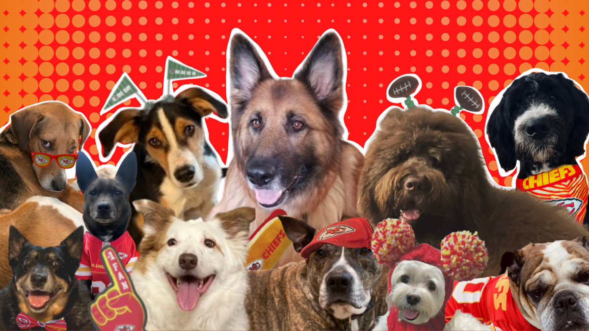 repcleaver's tweet photo. The pups of #TeamCleaver are geared up for #RedFriday and paws-itively ready to cheer on the @Chiefs to another #SuperBowl win this weekend! https://t.co/59l2cN4ArA