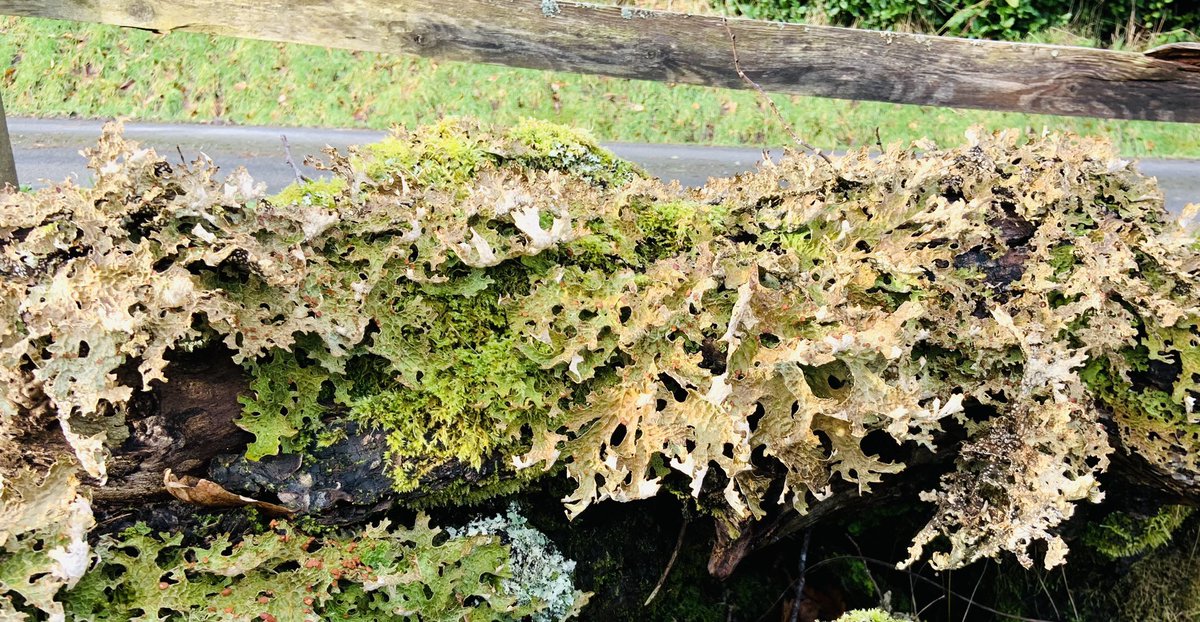 SkylarkArtist's tweet photo. Tree Lungwort…
green leaf
Lobaria Pulmonaria
#FungiFriday #CleanAir #plant #organism #symbiosis #gairloch #ScottishHighlands
#conspicuous #lichen #woods
🍀🍀🍀 https://t.co/TFBVU8uFLa