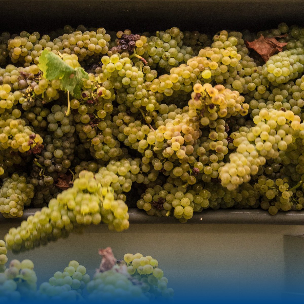 With hundreds of wineries to explore, planning your Napa Valley wine-tasting excursion may seem overwhelming. But whether you are visiting just for fun or to delve into that library collection and stock the cellar, there is an experience and price point for everyone.