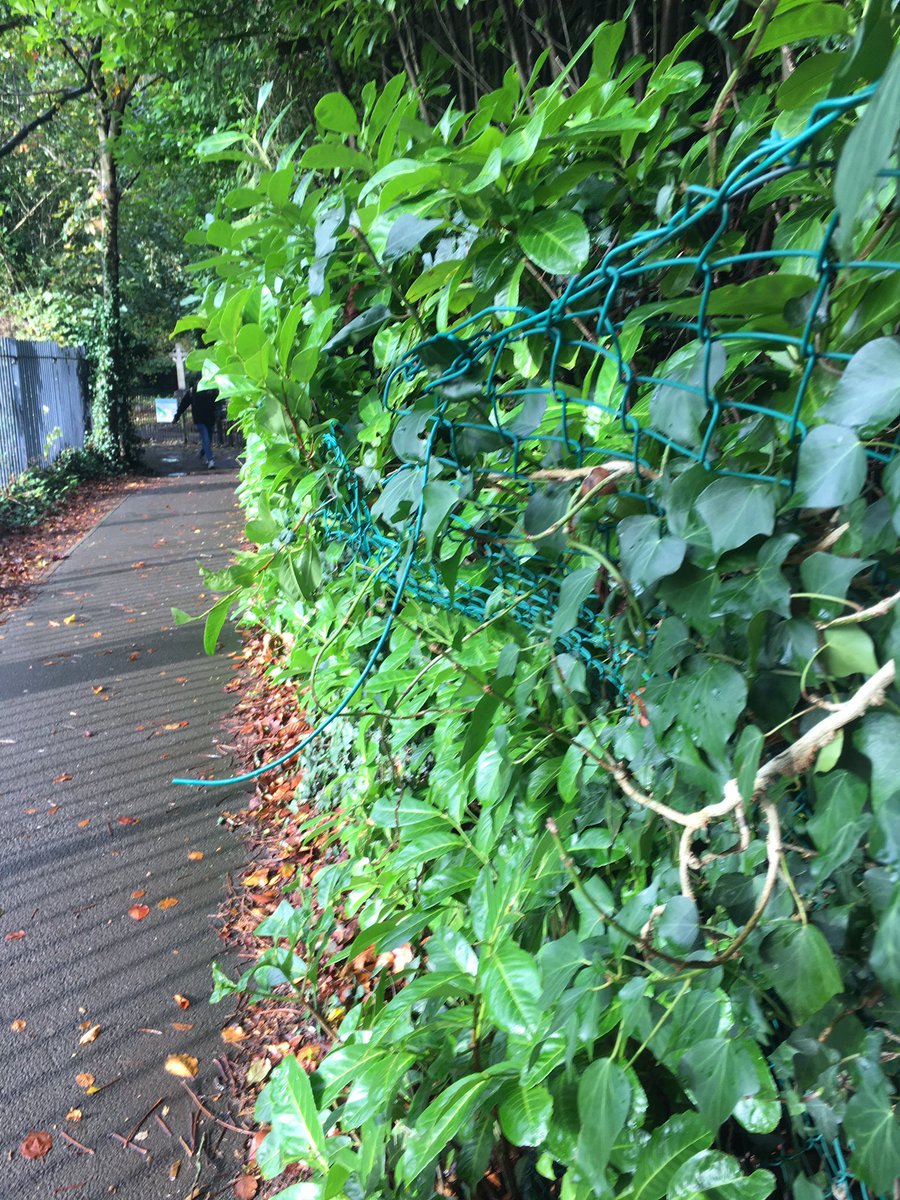 Sean4Llandaff's tweet photo. I am also mindful that the fence in the lane from @LlandaffCath close to @Llandaff_RFC is still in a state of dangerous disrepair. I’m told we’re awaiting a @cardiffcouncil bid for WG funding, but I’ll keep raising this with @DeAthCardiff @ktfoodpalmer https://t.co/A1txhV3Ixi