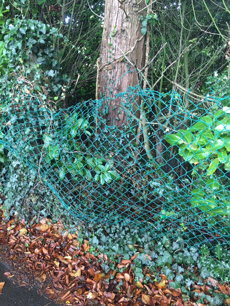 Sean4Llandaff's tweet photo. I am also mindful that the fence in the lane from @LlandaffCath close to @Llandaff_RFC is still in a state of dangerous disrepair. I’m told we’re awaiting a @cardiffcouncil bid for WG funding, but I’ll keep raising this with @DeAthCardiff @ktfoodpalmer https://t.co/A1txhV3Ixi