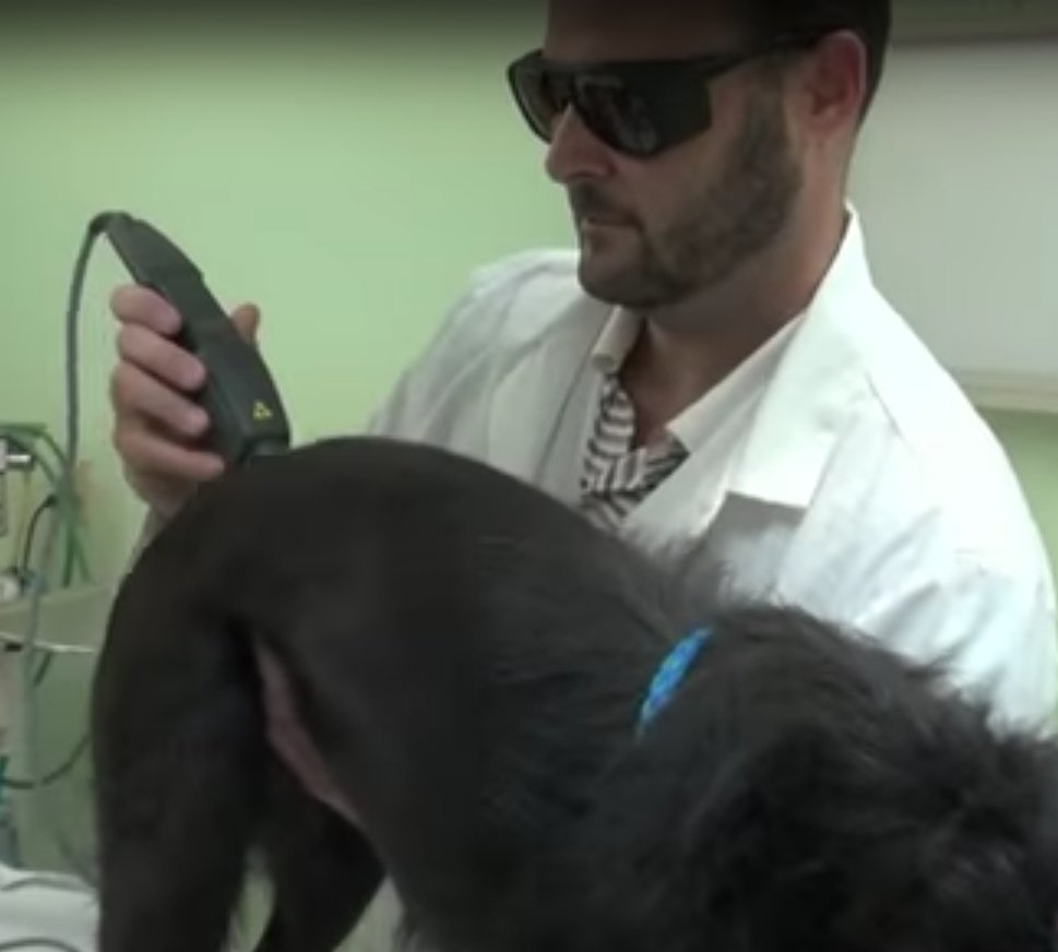 NatchezVet's tweet photo. Good veterinary medicine demands the ability to change and be open-minded.

By incorporating alternative medicine, I develop individualized, innovative solutions that deliver results and make your pet feel better.

Dr. Marc Smith

#futurefriday #vetmed #pethealth #dogsofnashville https://t.co/I3wViSVh5r