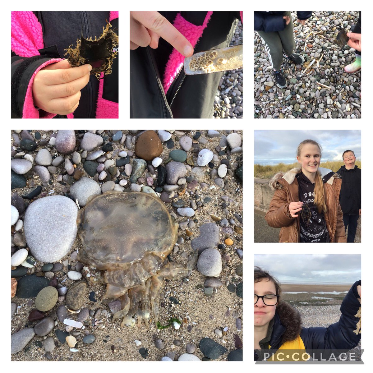 TirMorfa's tweet photo. This term #ytmLlandegla have been studying wildlife on our coast. We took a field trip along the North Wales Coastal path to the beach to look for evidence of all things wild. Look at what we found. #ytmscitech #ytmhelwb https://t.co/F7B9EuzpXg