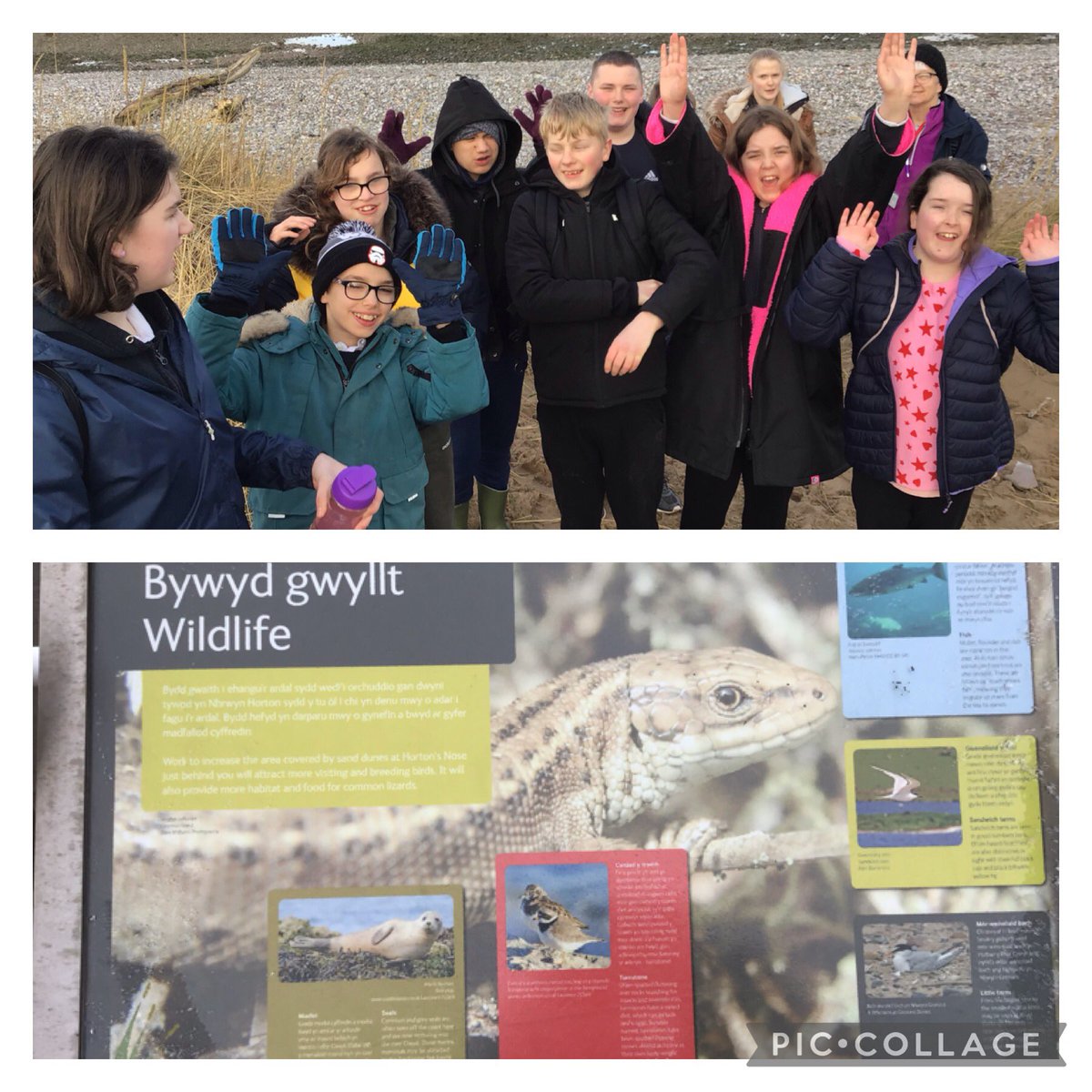 TirMorfa's tweet photo. This term #ytmLlandegla have been studying wildlife on our coast. We took a field trip along the North Wales Coastal path to the beach to look for evidence of all things wild. Look at what we found. #ytmscitech #ytmhelwb https://t.co/F7B9EuzpXg