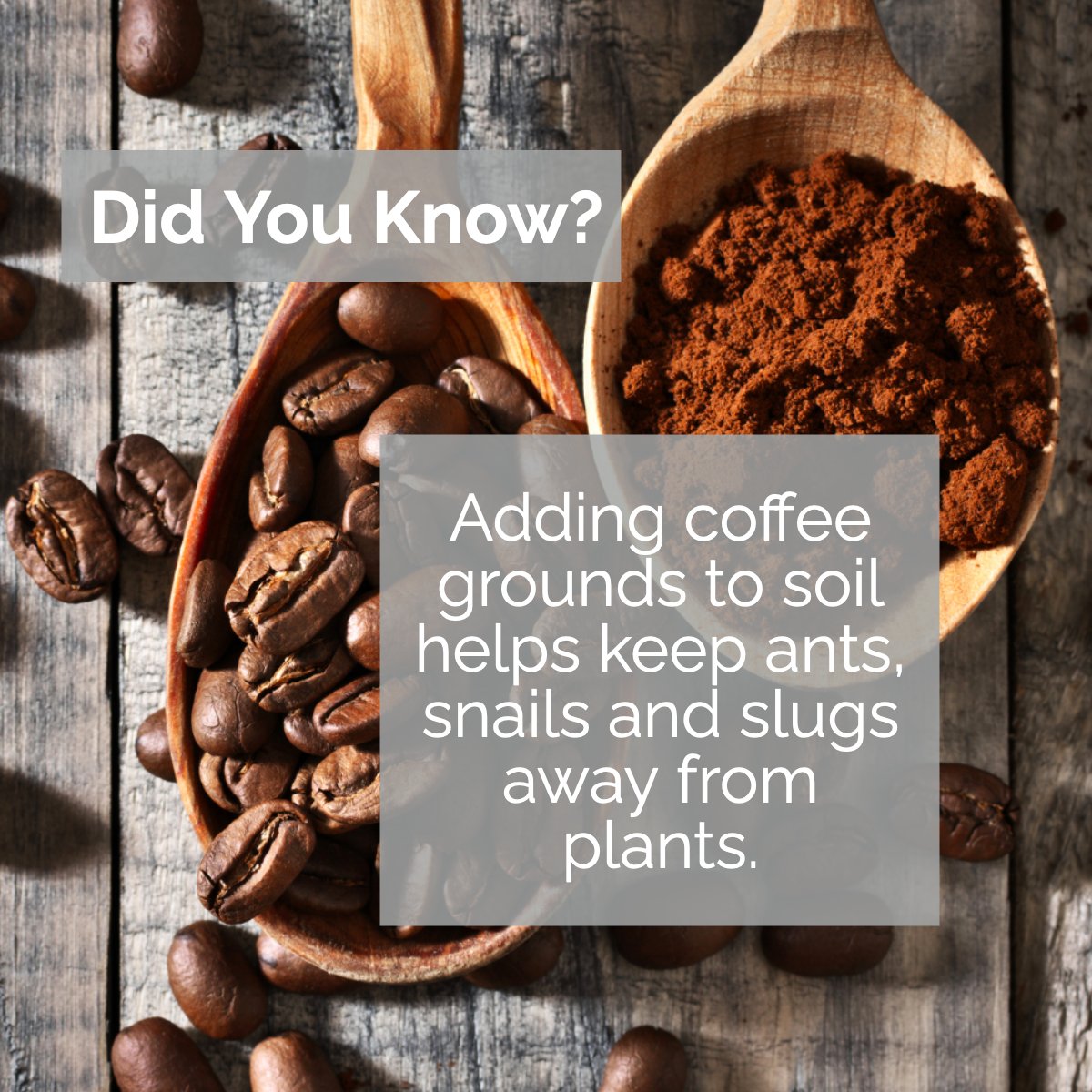 Coffee grounds are abrasive, so a barrier of grounds placed near slug-prone plants may just save them from garden pests.  🌻🌷🌿

#coffeeground      #gardeningtips      #gardeninglove      #mastergardeners      #gardeninspo      #organicgardening
#Realestate