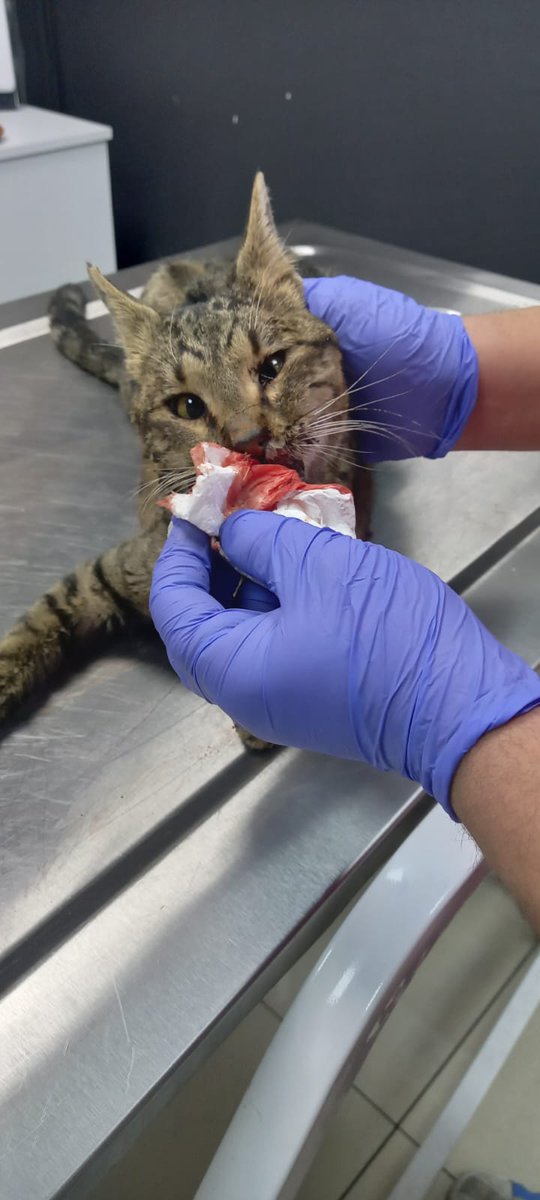 efelercanlari's tweet photo. TEDAVİ SPONSORUMUZ OLURMUSUNUZ

Hayvan düşmanı tarafından çenesine darbe alan bir can dostu..
Hemen kliniğe aldık ve tedavisi başlandı..
Klinik borcumuz aldı başına gitti.. Sizlerin desteği ile bu canı hayata döndürebiliriz.Bugun can iyilik gününüz olsun🙏🙏 https://t.co/hg7mxnKc5L