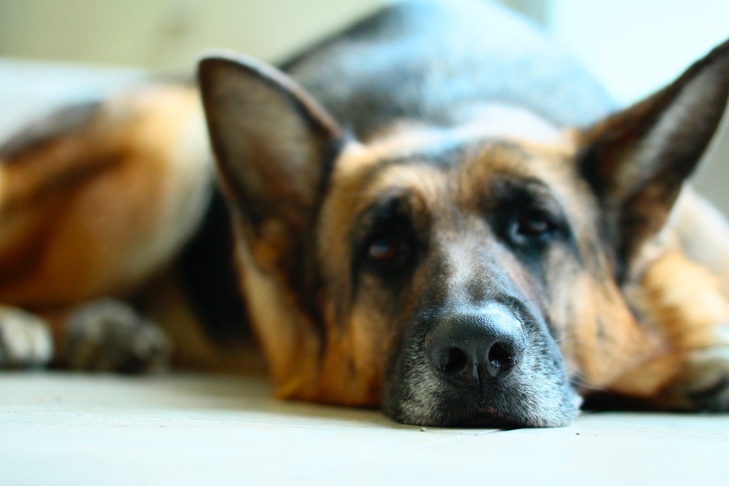 Lethargy in Dogs: What You Need to Know 
  
Read more: 
akc.org/expert-advice/… 
  
Community Bark Dog 
Kinnickinnic Ave.
Bay View, WI 
☎️(414) 744-2275

communitybark.net