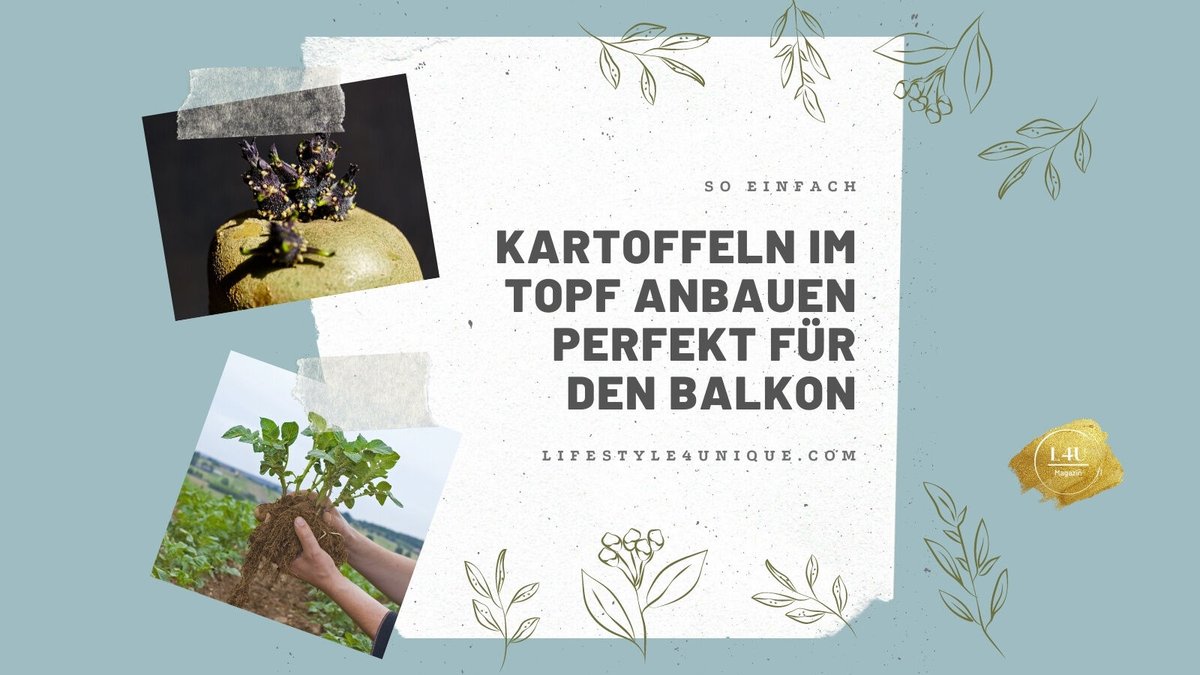 Moebel5's tweet photo. Mein Tipp für Euch. In diesem Jahr Kartoffeln auf dem Balkon anbauen. 

https://t.co/uaf6CJB5uf https://t.co/eA1abEnskv