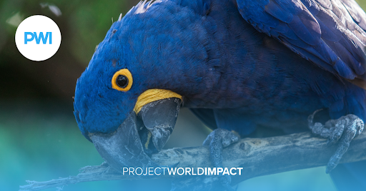 An estimated 10,000 bird species live around the world, and 1,375 are considered endangered, which is 13 percent of all bird species. Supporting nonprofits that are focused on saving endangered bird species. bit.ly/3JoQ2Sx #birds #nature #wildlife #birdlovers