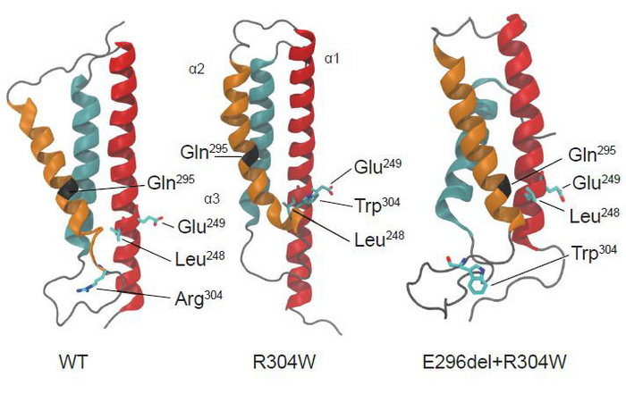 scisignal's tweet photo. New experiments in this week’s issue demystify the activation mechanism of the calcium-sensing protein #STIM1 and reveal how a single amino acid deletion can reverse the disease-linked effects of a STIM1 mutation in mice. @Oslounivsykehus #CalciumSignaling https://t.co/T0IGmMVwRh https://t.co/Xwcpplprg6