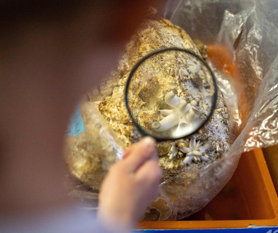 Can you imagine the excitement of watching mushrooms grow for the first time? Thanks to the kind donation of @northsporemushrooms and <a href="/smallhold/">Smallhold</a>, we have discount coupons to share with all teachers and educators from the US! Send us an email to education@ffungi.org