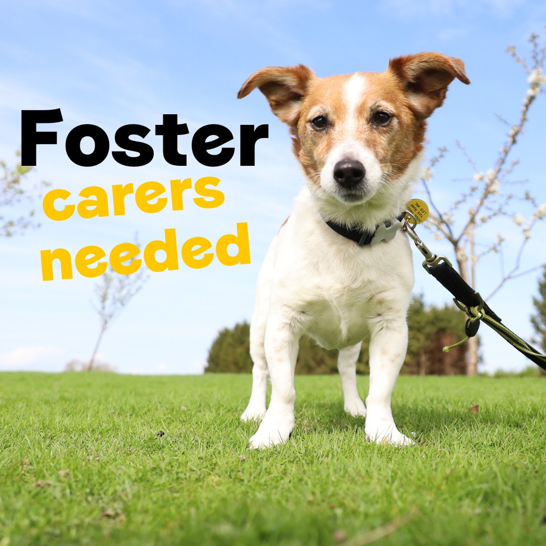 How Do I Gain My Dogs Trust Back