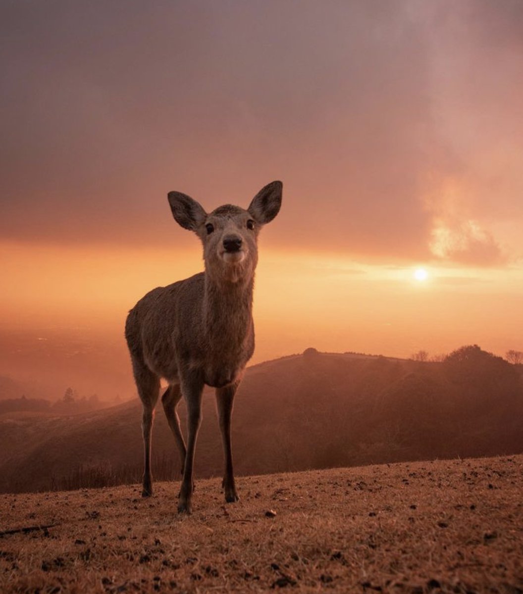 ramblingsloa's tweet photo. Always end the day with a positive thought.
No matter how hard things were
Tomorrow’s a fresh opportunity to make it better.

Unknown
📸 ym.nara_mislin https://t.co/1udp8qbXDE
