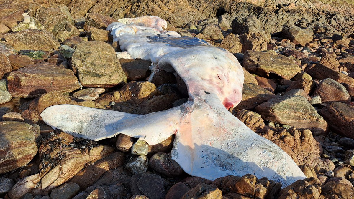 Sperm Whale Scale tweet media